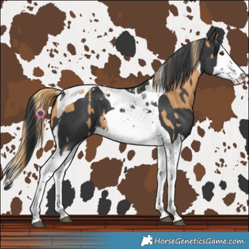 Horse Color:Chestnut Splash Tobiano  and Black Splash Tobiano 