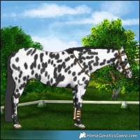 Horse Color:Black Near Leopard 