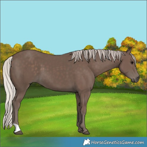 Horse Color:Silver Black