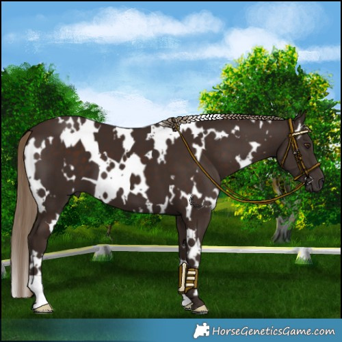 Horse Color:White Spotted Liver Chestnut