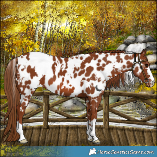 Horse Color:White Spotted Chestnut Near Leopard 