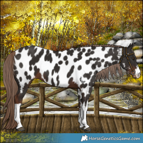 Horse Color:White Spotted Liver Chestnut Near Leopard 