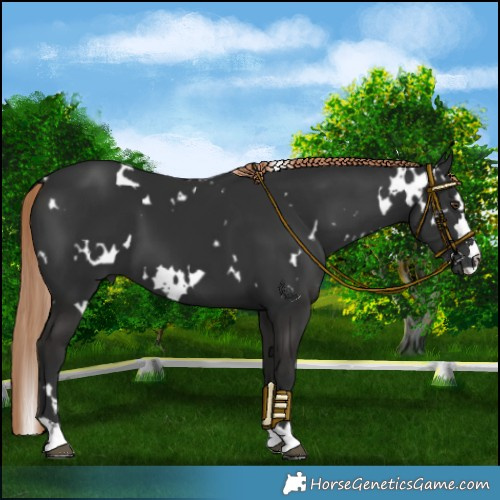 Horse Color:White Spotted Liver Chestnut