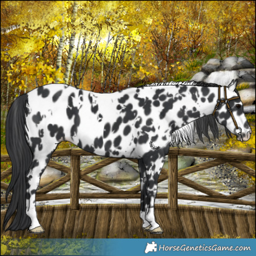 Horse Color:White Spotted Black Leopard 