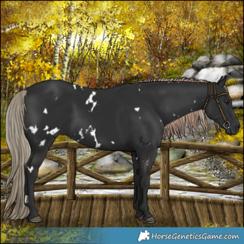 Horse Color:White Spotted Liver Chestnut