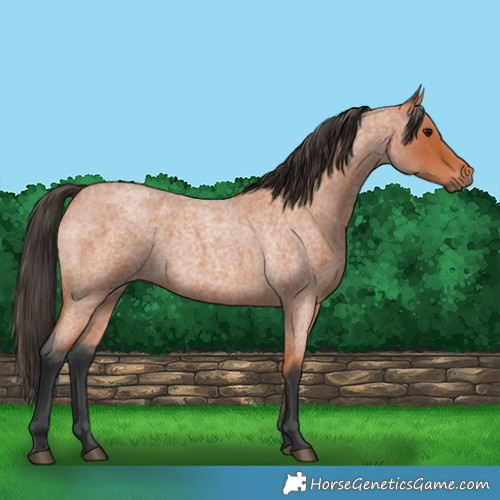 Horse Color:Bay Roan 