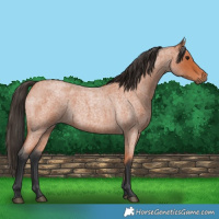 Horse Color:Bay Roan 