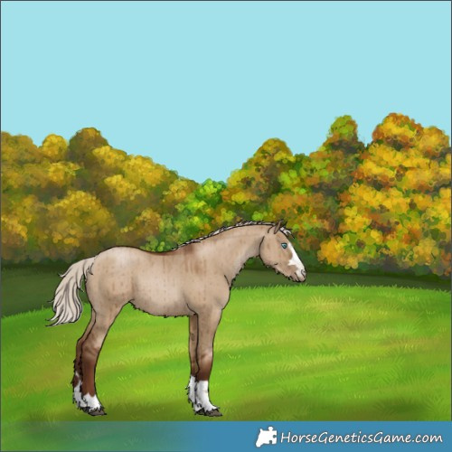 Horse Color:Gray Silver Grullo Pearl Rabicano Brindle