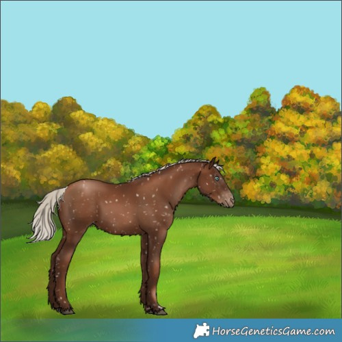 Horse Color:Gray Silver Black Pearl Appaloosa Rabicano