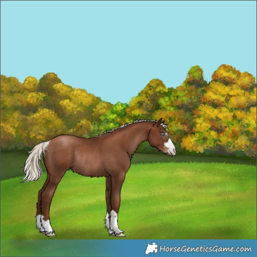 Horse Color:Gray Silver Black Pearl Rabicano
