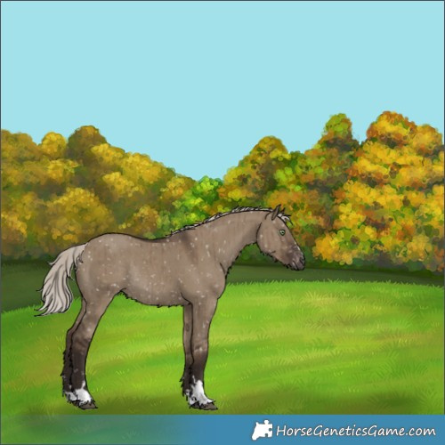 Horse Color:Gray Silver Grullo Appaloosa Rabicano Brindle 
