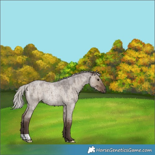 Horse Color:Silver Grullo Roan Rabicano Brindle 
