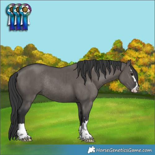 Horse Color:Grullo Rabicano Brindle 