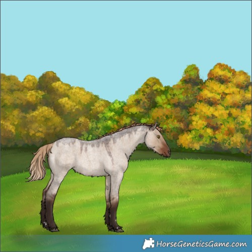 Horse Color:Liver Red Dun Roan 