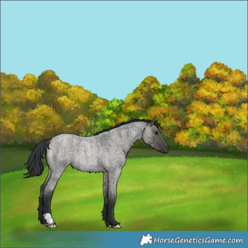 Horse Color:Grullo Roan Rabicano Brindle