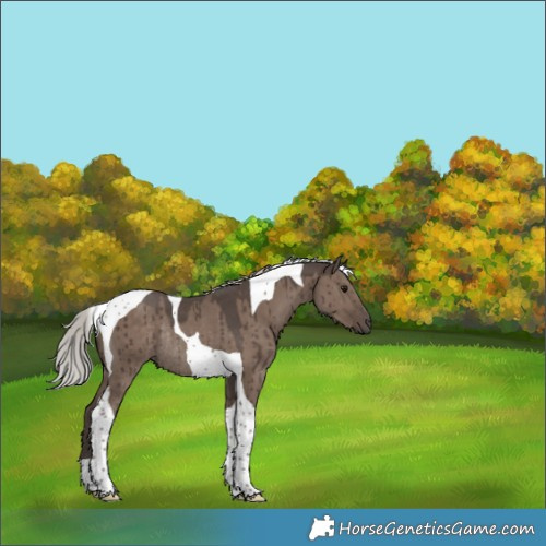 Horse Color:Silver Grullo Tobiano Rabicano Brindle