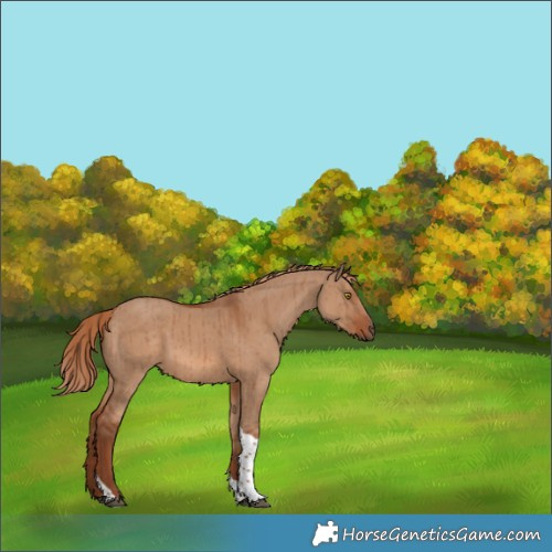 Horse Color:Red Dun Tobiano Rabicano Brindle