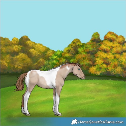 Horse Color:Grullo Pearl Tobiano Rabicano 