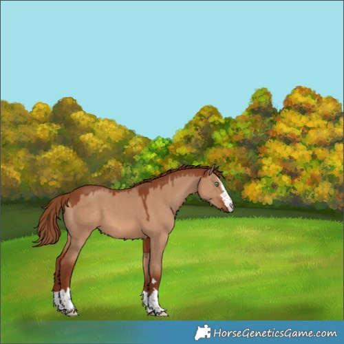 Horse Color:Red Dun