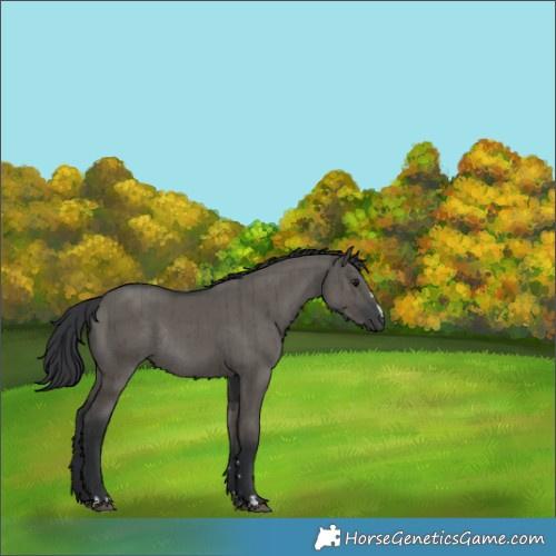 Horse Color:Grullo Rabicano Brindle