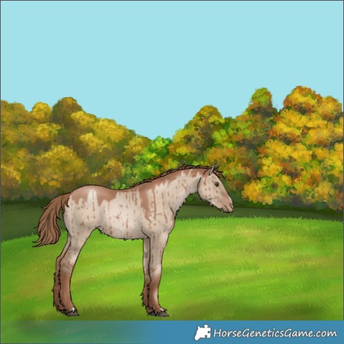 Horse Color:Grullo Pearl Rabicano Brindle 