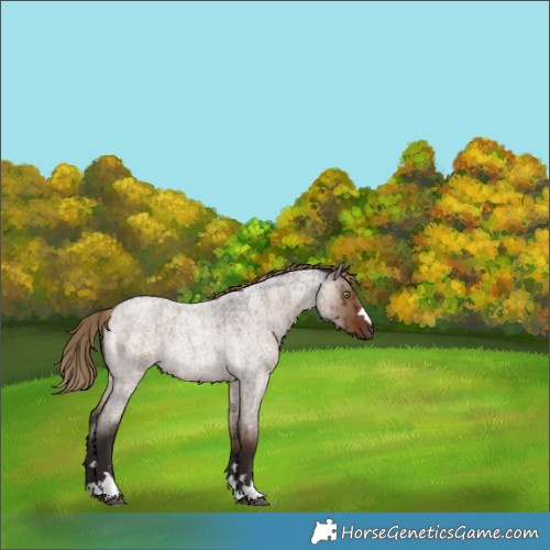 Horse Color:Liver Red Dun Roan Rabicano Brindle