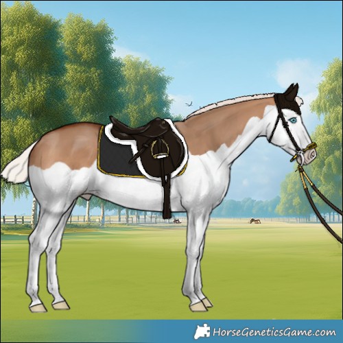Horse Color:Silver Bay Dun Splash Varnish