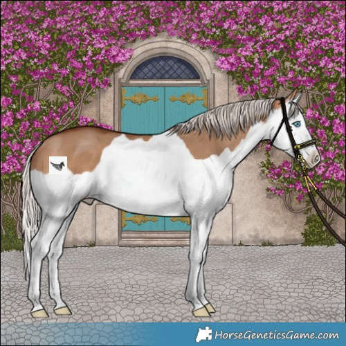 Horse Color:Silver Bay Dun Splash Varnish