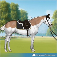 Horse Color:Silver Bay Dun Splash Varnish