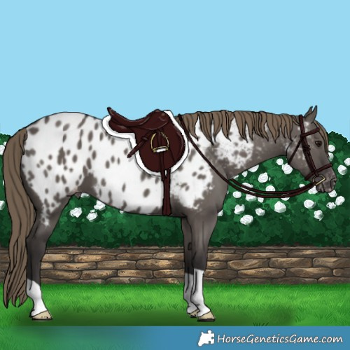 Horse Color:Smoky Grullo Appaloosa