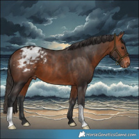 Horse Color:Bay Appaloosa