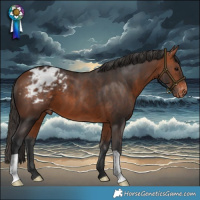 Horse Color:Bay Blanket 