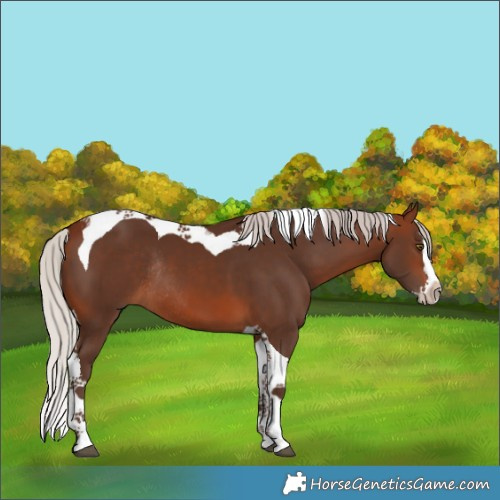 Horse Color:Silver Brown Splash Tobiano Rabicano