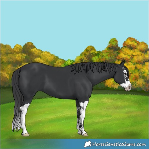 Horse Color:Black Splash