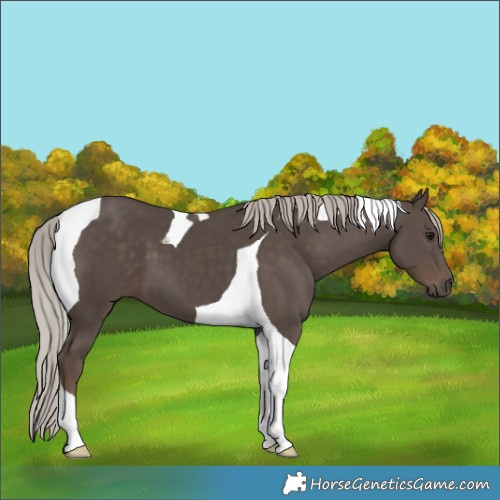 Horse Color:Silver Black Tobiano