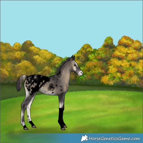 Horse Color:Unknown 