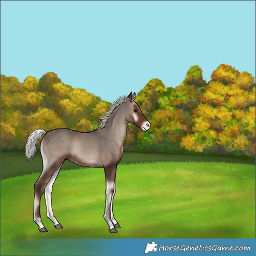 Horse Color:Unknown 
