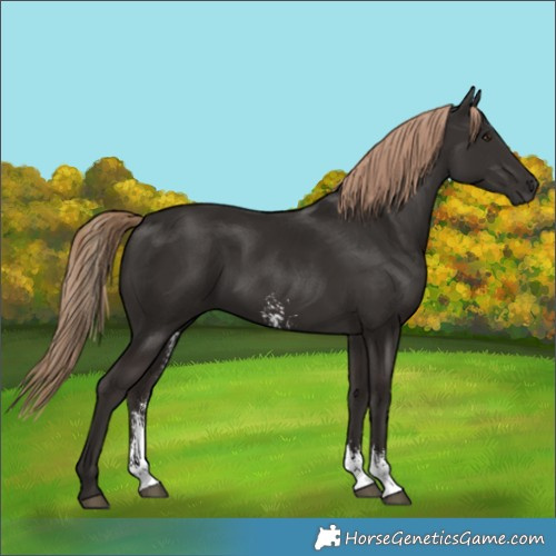 Horse Color:Liver Chestnut Sabino Rabicano