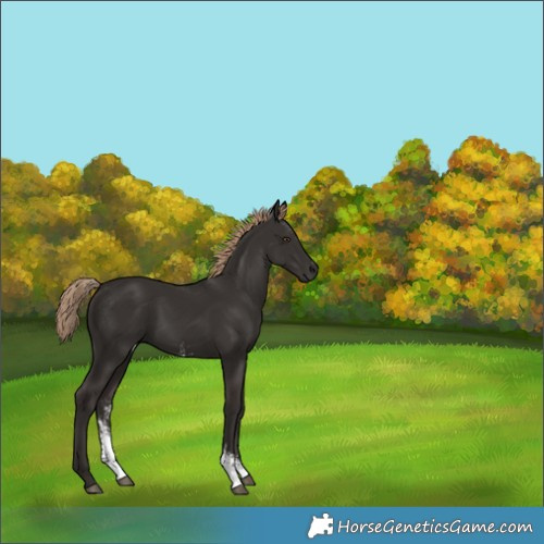 Horse Color:Liver Chestnut Sabino Rabicano 