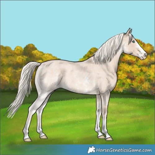 Horse Color:Cremello Roan Sabino 