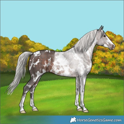 Horse Color:White Spotted Silver Brown Sabino Rabicano