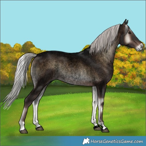 Horse Color:Void Silver Brown Roan Onyx Rabicano 