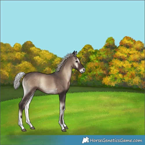 Horse Color:Unknown 