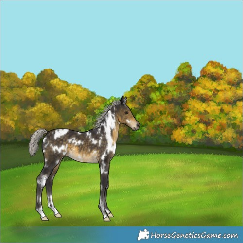 Horse Color:Unknown 