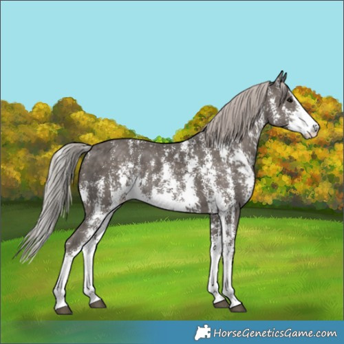 Horse Color:Silver Black Sabino Rabicano