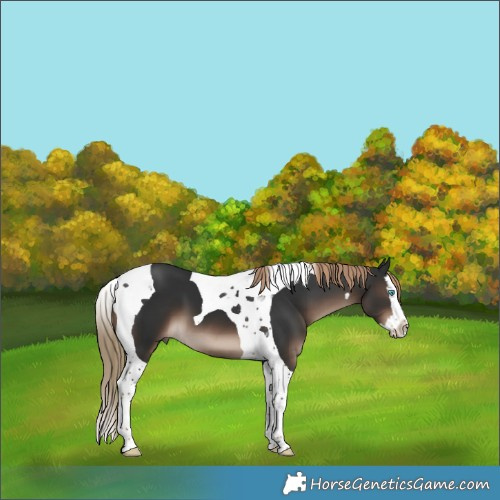 Horse Color:Liver Chestnut Splash Tobiano 