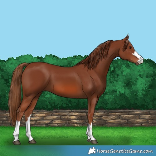 Horse Color:Chestnut 
