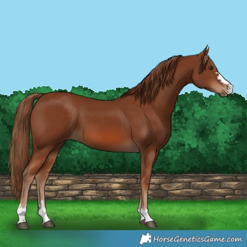 Horse Color:Chestnut 