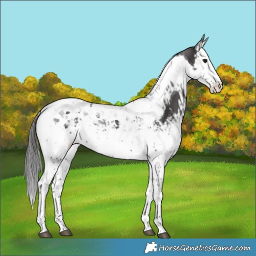 Horse Color:Smoky Black Splash Tobiano and Smoky Black Splash Tobiano
