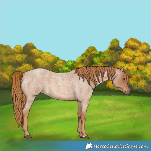 Horse Color:Red Roan 